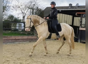 Lusitano, Stallion, 4 years, 16 hh, Perlino
