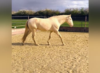 Lusitano, Stallion, 4 years, 16 hh, Perlino