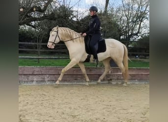 Lusitano, Stallion, 4 years, 16 hh, Perlino