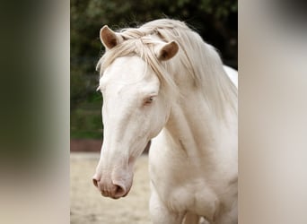Lusitano, Stallion, 4 years, 16 hh, Perlino