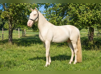 Lusitano, Stallion, 4 years, 16 hh, Perlino