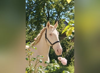 Lusitano, Stallion, 4 years, 16 hh, Perlino