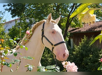 Lusitano, Stallion, 4 years, 16 hh, Perlino
