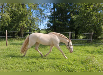 Lusitano, Stallion, 4 years, 16 hh, Perlino