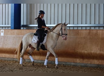 Lusitano, Stallion, 4 years, 16 hh, Perlino