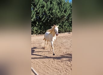 Lusitano, Stallion, 4 years, 16 hh, Perlino