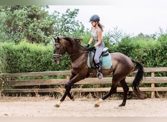 Lusitano Mix, Stallion, 4 years, 16,1 hh, Black