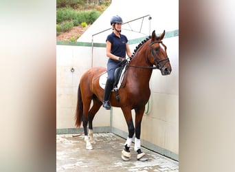 Lusitano, Stallion, 4 years, 16,1 hh, Brown