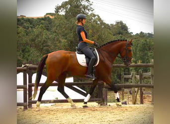 Lusitano, Stallion, 4 years, 16,1 hh, Brown