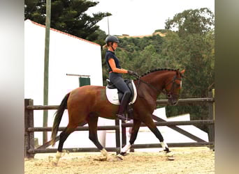 Lusitano, Stallion, 4 years, 16,1 hh, Brown