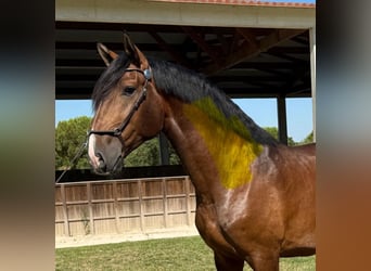 Lusitano, Stallion, 4 years, 16,1 hh, Brown