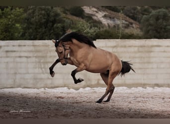 Lusitano, Stallion, 4 years, 16,1 hh, Dun