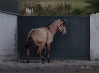 Lusitano, Stallion, 4 years, 16,1 hh, Dun