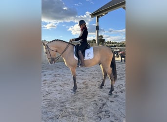 Lusitano, Stallion, 4 years, 16,1 hh, Dun