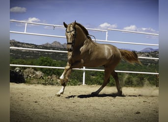 Lusitano Mix, Stallion, 4 years, 16,2 hh, Pearl