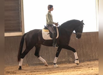 Lusitano, Stallion, 4 years, 16,3 hh, Black