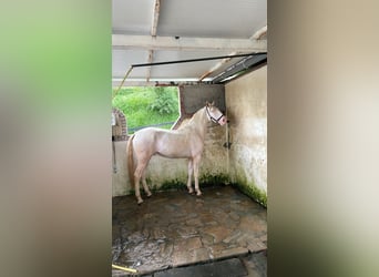 Lusitano, Stallion, 4 years, Cremello