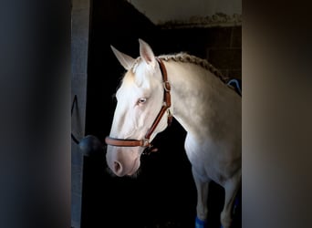 Lusitano, Stallion, 5 years, 15.1 hh, Cremello