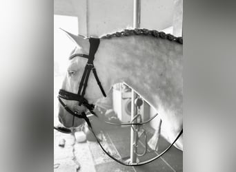 Lusitano, Stallion, 5 years, 15.1 hh, Cremello