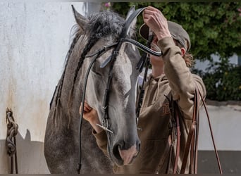 Lusitano, Stallion, 5 years, 15.1 hh, Grey-Dapple