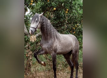 Lusitano, Stallion, 5 years, 15.1 hh, Grey-Dapple