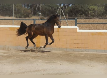Lusitano, Stallion, 5 years, 15.2 hh, Buckskin