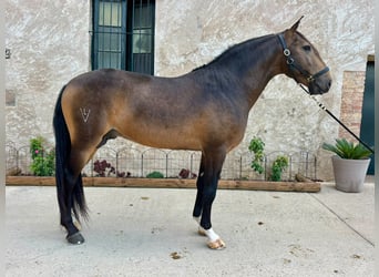 Lusitano, Stallion, 5 years, 15.2 hh, Buckskin