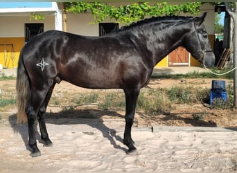 Lusitano, Stallion, 5 years, 15.2 hh, Grey-Dark-Tan