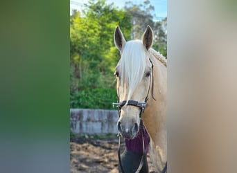 Lusitano, Stallion, 5 years, 15.2 hh, Pearl
