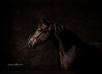 Lusitano, Stallion, 5 years, 15.3 hh, Buckskin