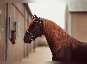 Lusitano Mix, Stallion, 5 years, 15.3 hh, Chestnut