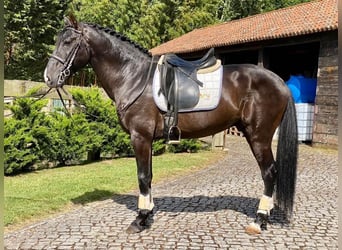 Lusitano, Stallion, 5 years, 15,2 hh, Black