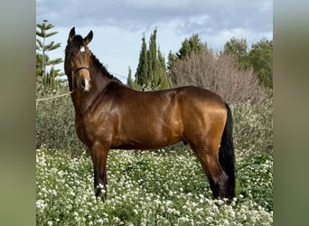 Lusitano, Stallion, 5 years, 15,2 hh, Buckskin