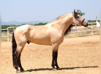 Lusitano Mix, Stallion, 5 years, 16.1 hh, Dun