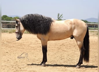 Lusitano Mix, Stallion, 5 years, 16.1 hh, Dun