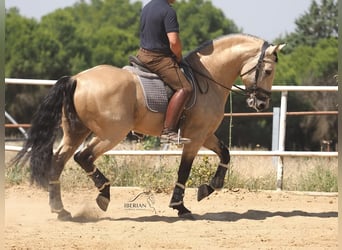 Lusitano Mix, Stallion, 5 years, 16.1 hh, Dun