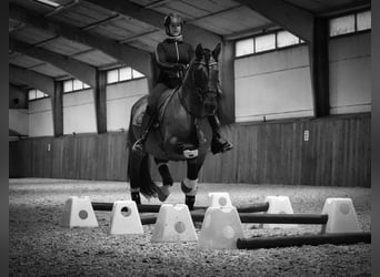 Lusitano Mix, Stallion, 5 years, 16.1 hh, Grullo