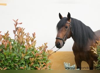 Lusitano, Stallion, 5 years, 16,2 hh, Bay