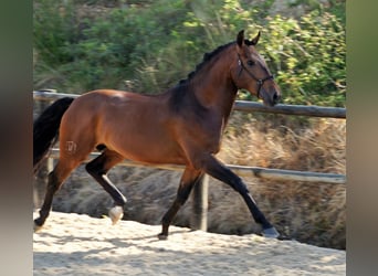 Lusitano, Stallion, 5 years, 16 hh, Brown