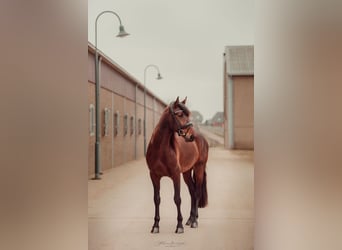 Lusitano, Stallion, 5 years, 16 hh, Brown