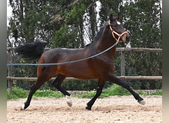 Lusitano, Stallion, 5 years, 16 hh, Brown