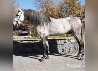 Lusitano, Stallion, 5 years, 16 hh, Gray