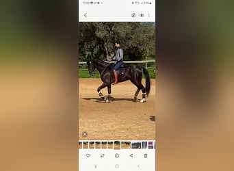 Lusitano Mix, Stallion, 5 years, 16,1 hh, Black