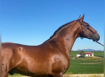 Lusitano, Stallion, 5 years, 16,1 hh, Brown