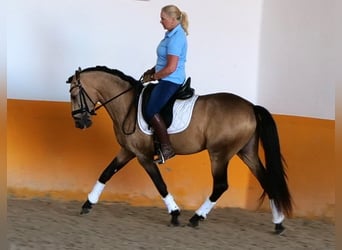 Lusitano, Stallion, 5 years, Buckskin