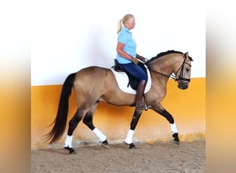 Lusitano, Stallion, 5 years, Buckskin