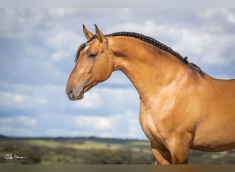 Lusitano, Stallion, 5 years, Dun