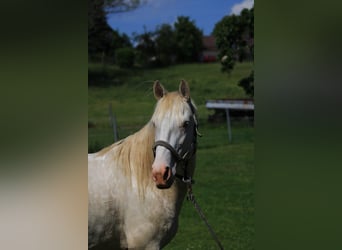 Lusitano, Stallion, 5 years, Perlino