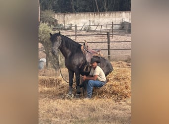 Lusitano, Stallion, 6 years, 15.1 hh, Black