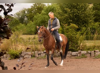 Lusitano, Stallion, 6 years, 15.1 hh, Brown